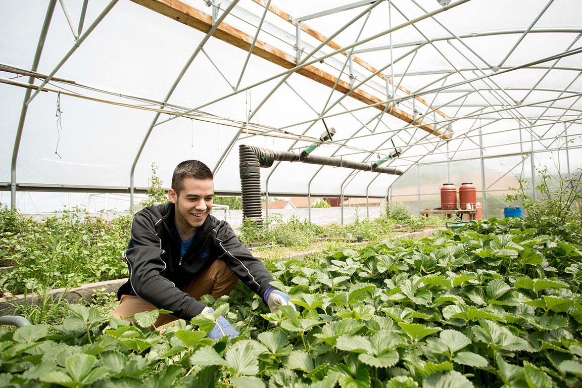 A male student in a black jacket leans into a bed of plants in a greenhouse