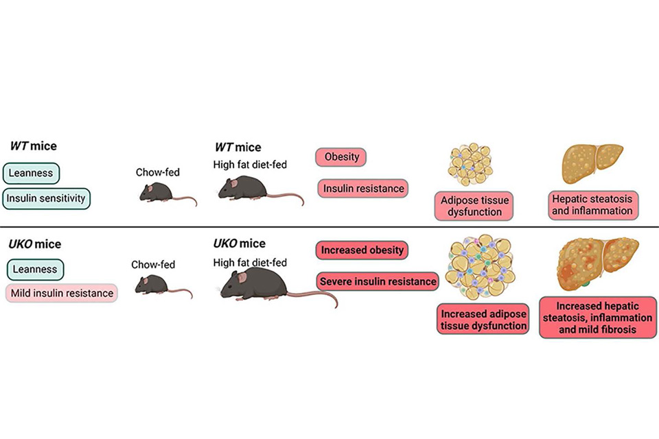 Visual reprenstation of Identifying novel regulators of obesity, NAFLD/NASH, and drug development.