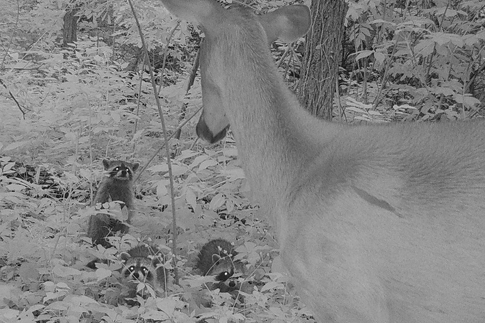 A black-and-white trail camera image shows three raccoons looking at a white-tailed deer in Forest Park.