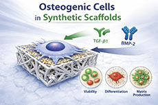 Combined Effects of Scaffold Mechanics and Growth Factor Stimulation on Osteogenic Cell Function